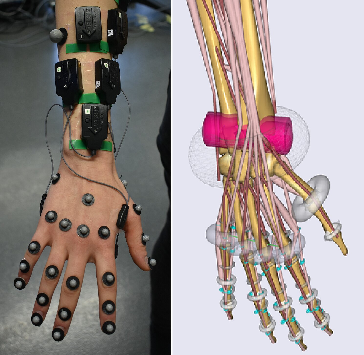 Das Labor für Biomechanik an der Fakultät Maschinenbau der OTH Regensburg entwickelt unter anderem ein virtuelles Modell einer Hand. 