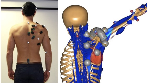 Mit den Menschmodellen lassen sich beispielsweise Belastungen in der Schulter ganz genau bestimmen.  