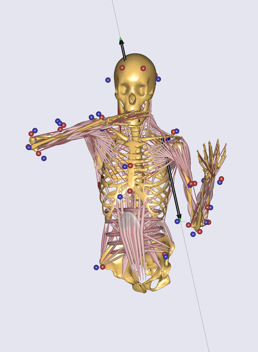 Biomechanisches Modell einer*eines Geigenspieler*in.